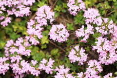 Are Flower Petals Herbs?